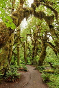 Footpath amidst trees in forest