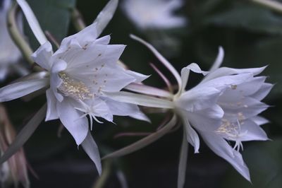 Close-up of white flowering plant