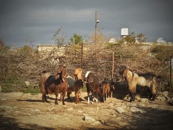 Horses on field against sky