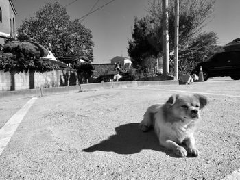 Dog on street against sky