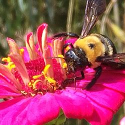 Close-up of bee on flower