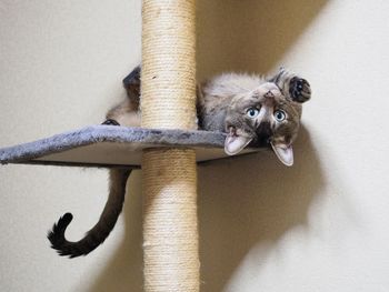 Portrait of cat on scratching post against wall