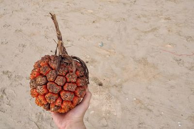 High angle view of person holding fruit