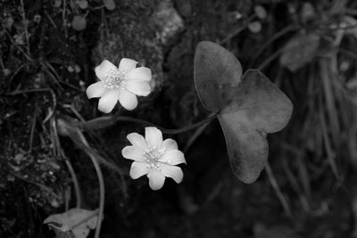 Close-up of flowers blooming outdoors