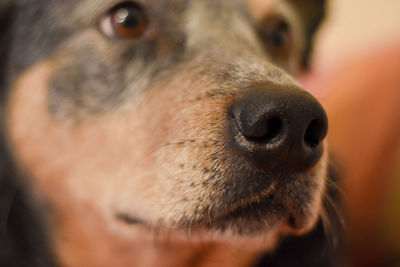 Close-up of a dog looking away