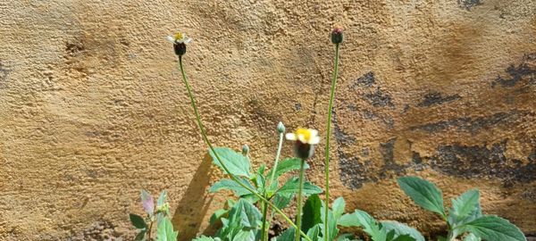 Close-up of flowering plants on field