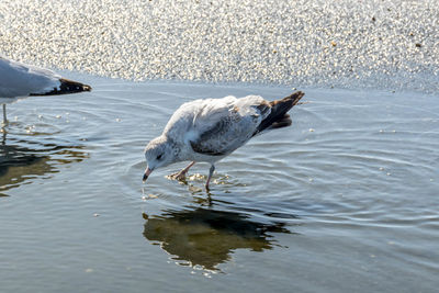 Bird in lake