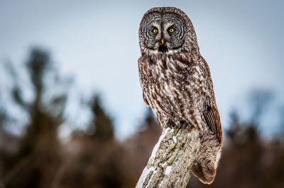 Low angle view of owl perching on tree against sky