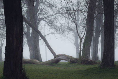 Bare trees in park