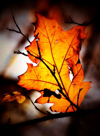 Close-up of dry maple leaf during autumn