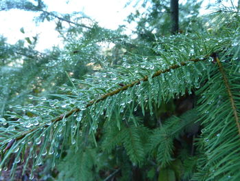 Low angle view of leaves in forest