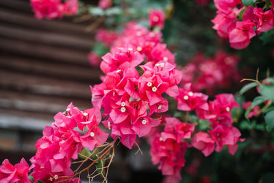 Close-up of pink flowers