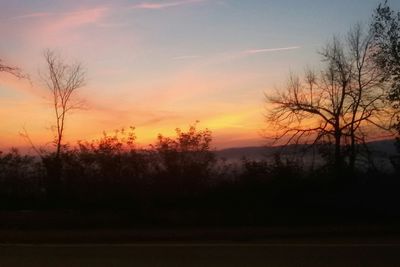 Silhouette of trees at sunset