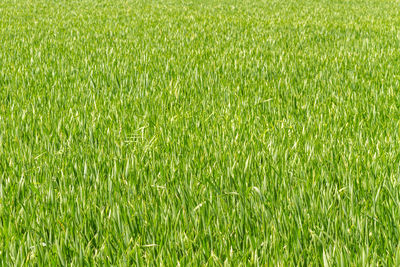 Green growing field of wheat or corn, maize, in the uk 