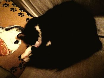 High angle view of cat sleeping at home