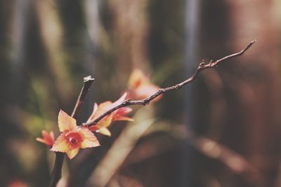 Close-up of flower against blurred water
