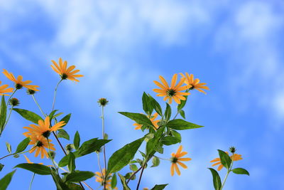 Close-up of flowering plant against blue sky