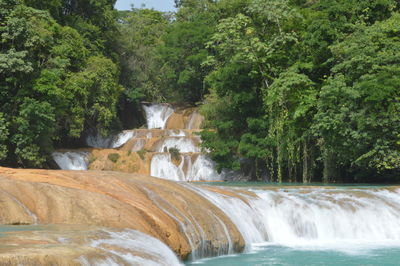 Scenic view of waterfall in forest