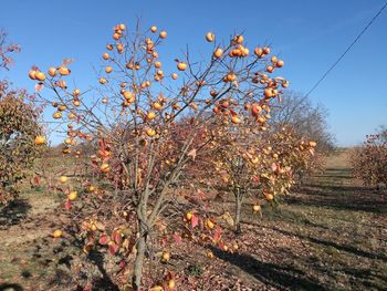 Flowering plants on field against clear sky