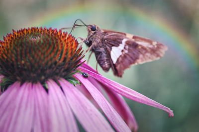 Close-up of butterfly pollinating on pink flower