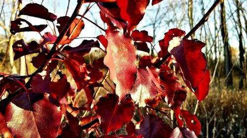 Close-up of red leaves on tree during autumn