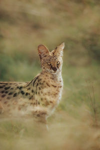 Close-up of a serval cat