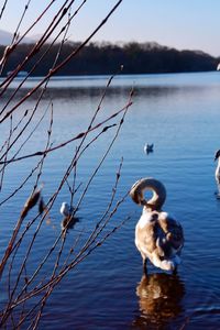 Birds in lake against sky