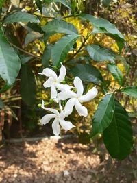 Close-up of white flowering plant