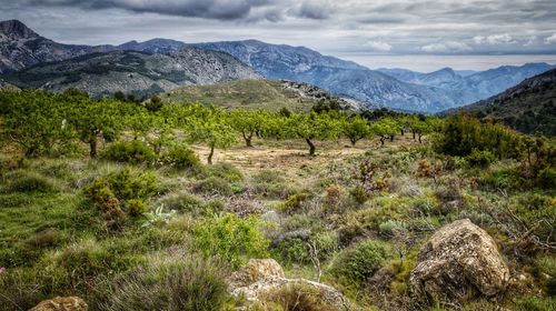 Scenic view of landscape and mountains against sky