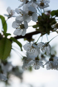 Close-up of cherry blossoms on tree