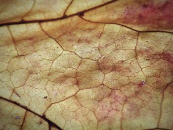 Full frame shot of cracked leaf