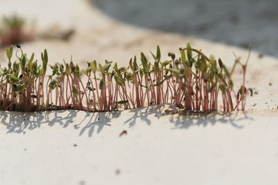 Close-up of plants growing on sand