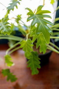 Close-up of potted plant