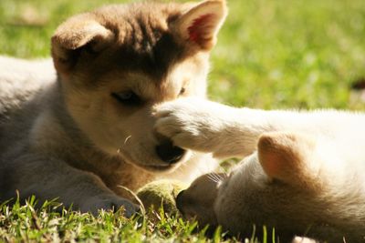 Close-up of dog on grass