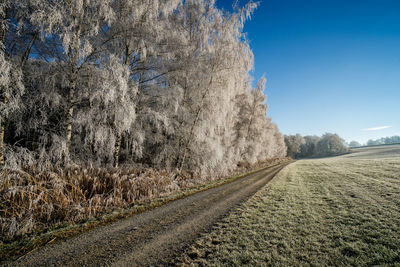 Close-up of tree against clear sky