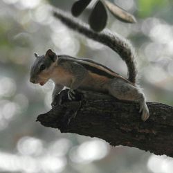 Close-up of sparrow perching outdoors