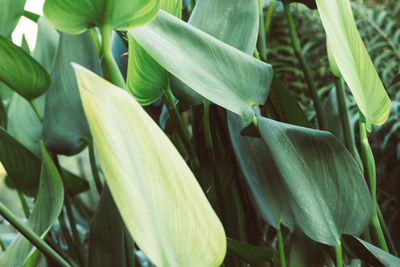 Close-up of plants