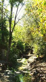 Trees in forest