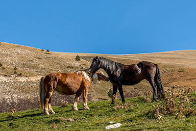 Horses in a field