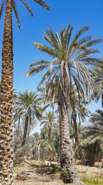 Palm trees against clear sky