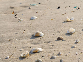 High angle view of shells on beach