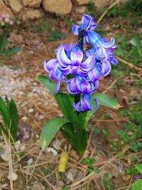 Close-up of purple flowers blooming on field