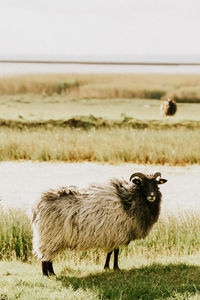 View of sheep on field