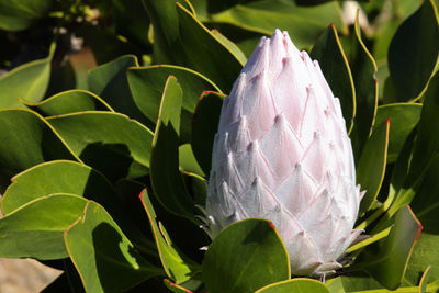 Close-up of green leaves on plant