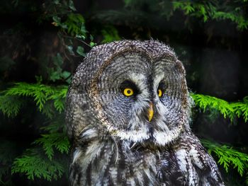 Close-up portrait of owl