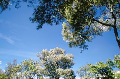 Low angle view of trees against blue sky