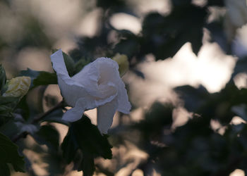 Close-up of white rose