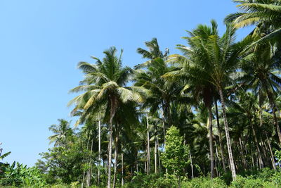 Low angle view of palm trees against clear sky