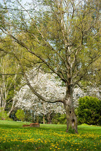 View of tree in field