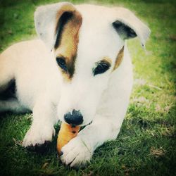 Close-up of white dog in field